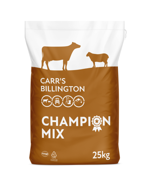 Champion Calf & Lamb Bloom