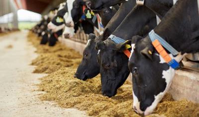 TIME4TRANSITIONING: A Guide On Dry Cow Nutrition