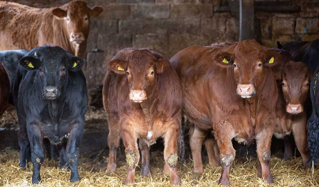 TIME4FINISHING: Parasite Control In Finishing Beef Cattle