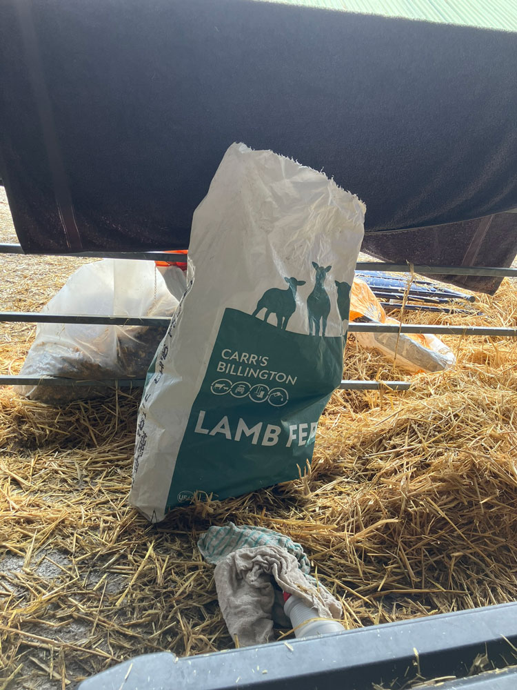 A picture of our Lamb Feed taken at the Great Yorkshire Show 2024
