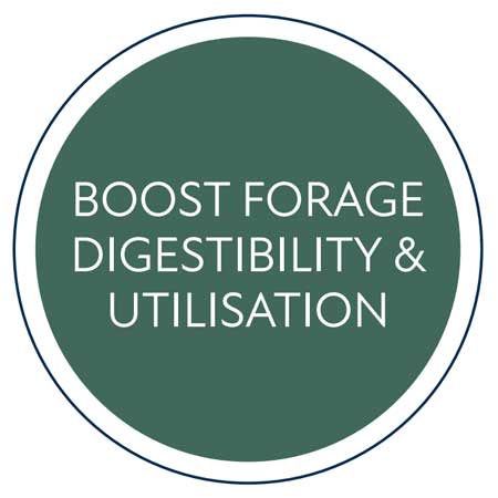 vitablox boost forage